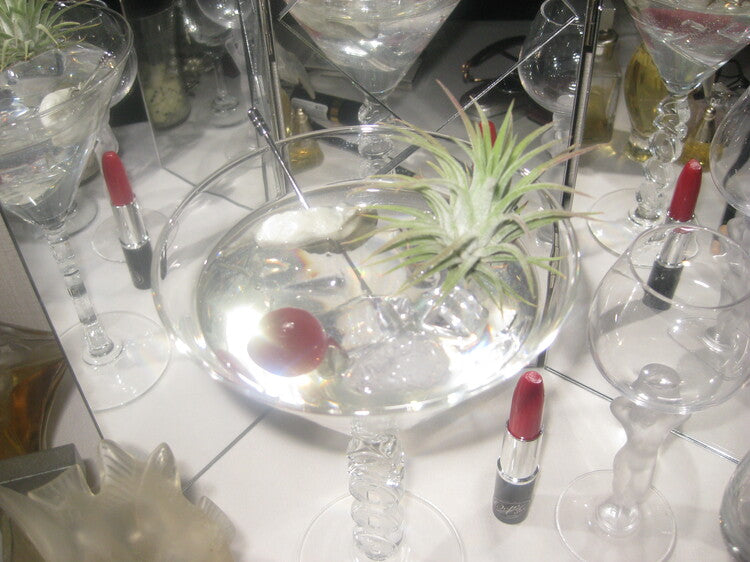 𝘁𝗶𝗹𝗹𝗮𝗻𝗱𝘀𝗶𝗮 𝗼𝗻 𝘁𝗵𝗲 𝗿𝗼𝗰𝗸𝘀 - 𝗺𝗮𝗿𝘁𝗶𝗻𝗶 𝗽𝗹𝗮𝗻𝘁𝗲𝗿