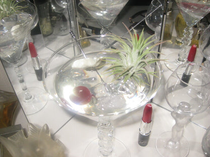 𝘁𝗶𝗹𝗹𝗮𝗻𝗱𝘀𝗶𝗮 𝗼𝗻 𝘁𝗵𝗲 𝗿𝗼𝗰𝗸𝘀 - 𝗺𝗮𝗿𝘁𝗶𝗻𝗶 𝗽𝗹𝗮𝗻𝘁𝗲𝗿