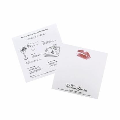 𝘁𝗶𝗹𝗹𝗮𝗻𝗱𝘀𝗶𝗮 𝗼𝗻 𝘁𝗵𝗲 𝗿𝗼𝗰𝗸𝘀 - 𝗺𝗮𝗿𝘁𝗶𝗻𝗶 𝗽𝗹𝗮𝗻𝘁𝗲𝗿