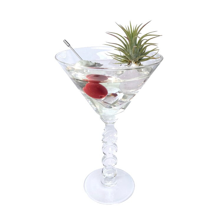 𝘁𝗶𝗹𝗹𝗮𝗻𝗱𝘀𝗶𝗮 𝗼𝗻 𝘁𝗵𝗲 𝗿𝗼𝗰𝗸𝘀 - 𝗺𝗮𝗿𝘁𝗶𝗻𝗶 𝗽𝗹𝗮𝗻𝘁𝗲𝗿