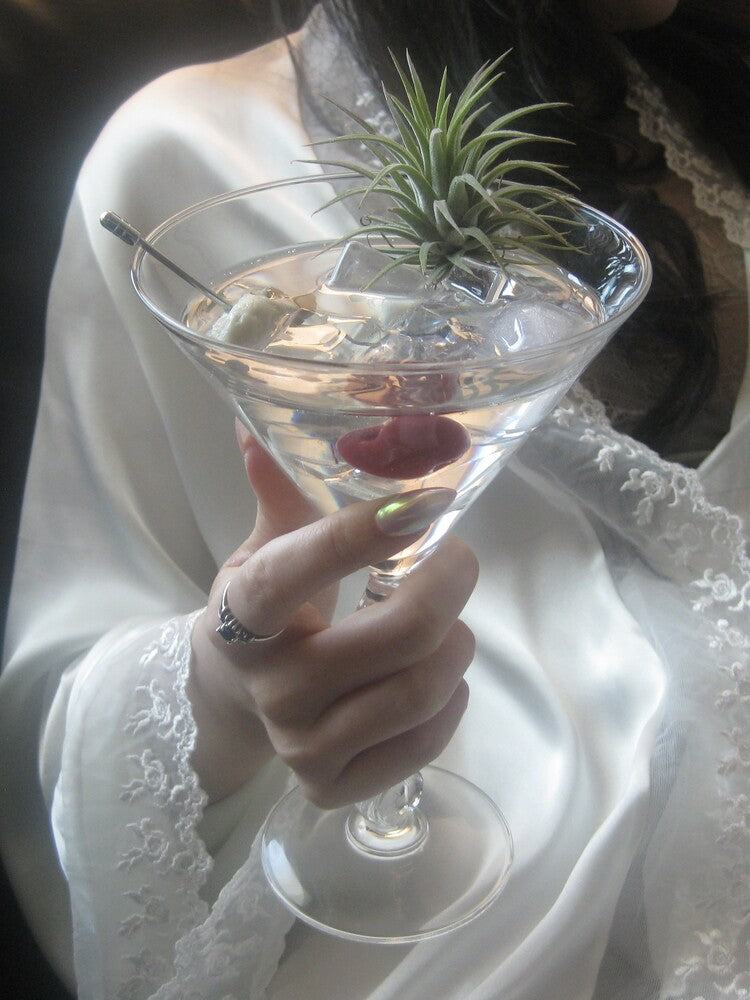 𝘁𝗶𝗹𝗹𝗮𝗻𝗱𝘀𝗶𝗮 𝗼𝗻 𝘁𝗵𝗲 𝗿𝗼𝗰𝗸𝘀 - 𝗺𝗮𝗿𝘁𝗶𝗻𝗶 𝗽𝗹𝗮𝗻𝘁𝗲𝗿