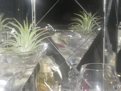 𝘁𝗶𝗹𝗹𝗮𝗻𝗱𝘀𝗶𝗮 𝗼𝗻 𝘁𝗵𝗲 𝗿𝗼𝗰𝗸𝘀 - 𝗺𝗮𝗿𝘁𝗶𝗻𝗶 𝗽𝗹𝗮𝗻𝘁𝗲𝗿