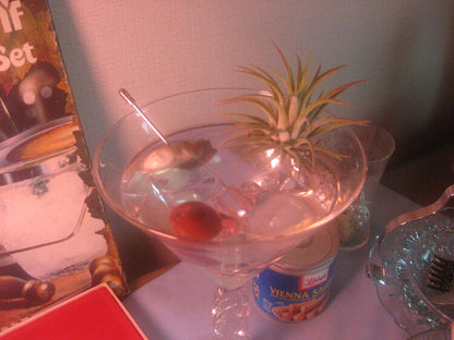 𝘁𝗶𝗹𝗹𝗮𝗻𝗱𝘀𝗶𝗮 𝗼𝗻 𝘁𝗵𝗲 𝗿𝗼𝗰𝗸𝘀 - 𝗺𝗮𝗿𝘁𝗶𝗻𝗶 𝗽𝗹𝗮𝗻𝘁𝗲𝗿